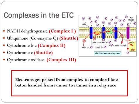 Ppt Electron Transport Chain Powerpoint Presentation Free Download