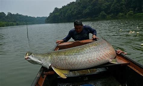 La survie miraculeuse du pirarucu poisson géant dAmazonie Epoch Times