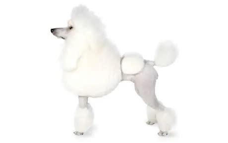 Poodle Dog Breed Information & Characteristics