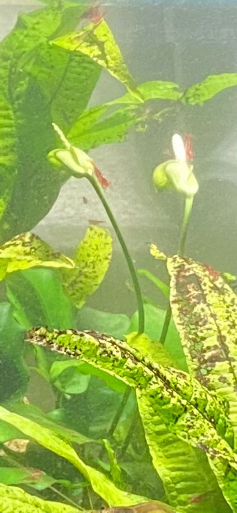 OMG IS THIS AN ANUBIAS NANA FLOWER BLOOM Plants Algae And