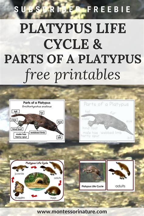 Platypus Life Cycle And Parts Of A Platypus Printable Artofit