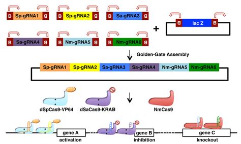 Schematic Illustration Of Simultaneous And Orthogonal Gene Inhibition