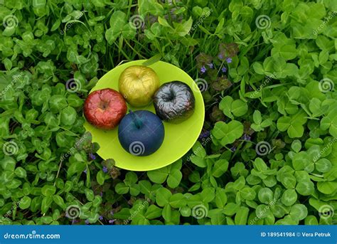 Manzanas Mágicas Pintadas O Venenosas Sobre El Plato En La Hierba Del