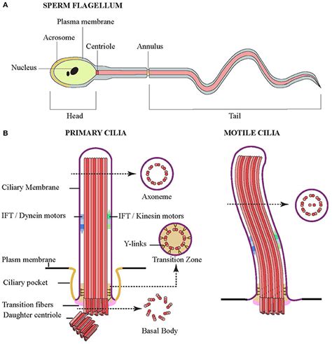 Frontiers Uncovering The Roles Of Septins In Cilia Cell And