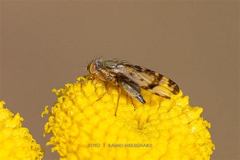 Diptera Info Discussion Forum Tephritidae Sphenella Marginata