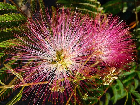 20 Albizia Julibrissin Mimosa Bonsai Tree Seeds For Planting Persian Pink Silk Tree Ships