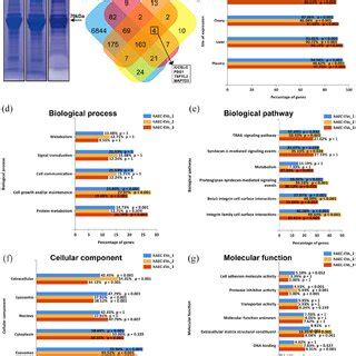 Integrated Analysis Of Mirna And Proteomics Of Haec Evs A Venn