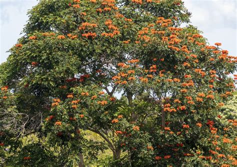 African Tulip Tree In Full Bloom On The Big Island Hawaii Stock Photo