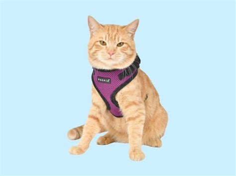 The 5 Best Cat Harnesses To Take Your Cat On Outdoor Adventures