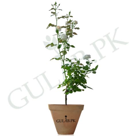 Indoor And Outdoor Plants In Lahore House Plants Gulab Pk