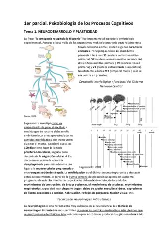 Apuntes Primer Parcial Neurodesarrollo Atencion Pdf