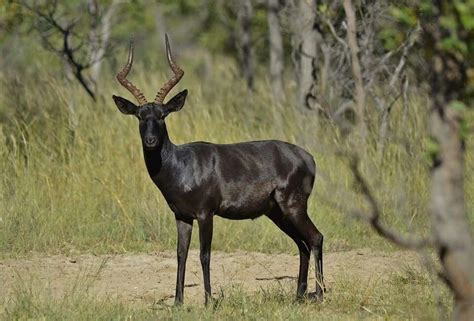 Rare Animals Black Animals Impala Animal