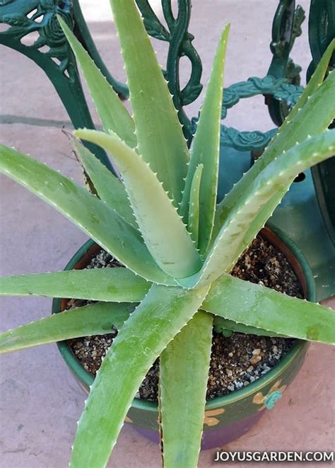 How To Protect Aloe Vera Plant In Winter Back Gardener