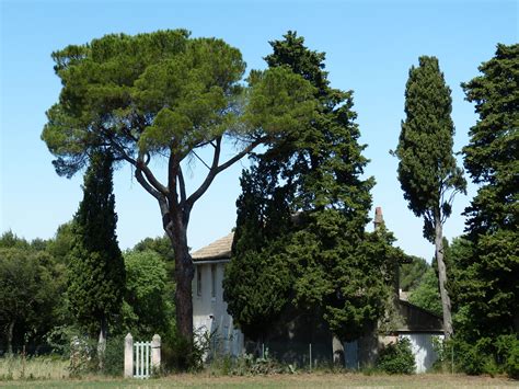 Images Gratuites Arbre La Nature Plante Maison Pin Idyllique