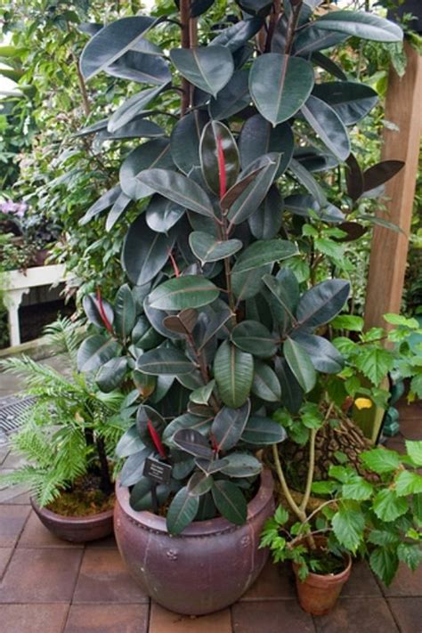 Plantes balcon de belles idées pour décorer notre extérieur Plants