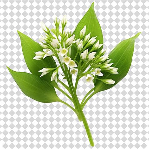 Ilustración de flores blancas y hojas verdes aisladas en formato de