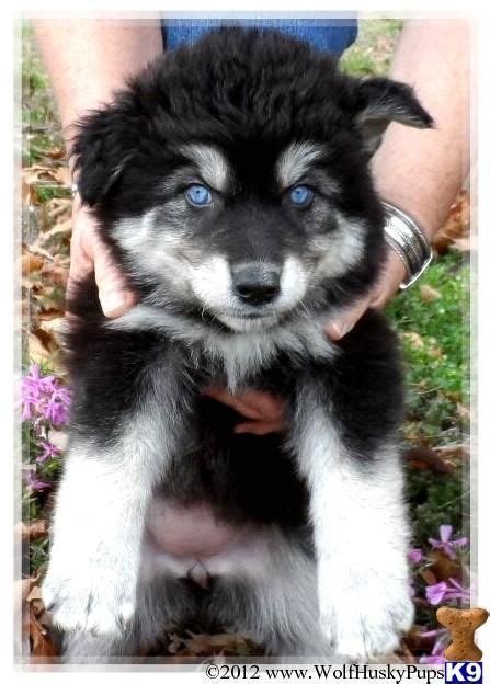 I want her! RARE HYBRID PUPS | Wolf dog puppy, Wolf hybrid dogs, Wolf dog