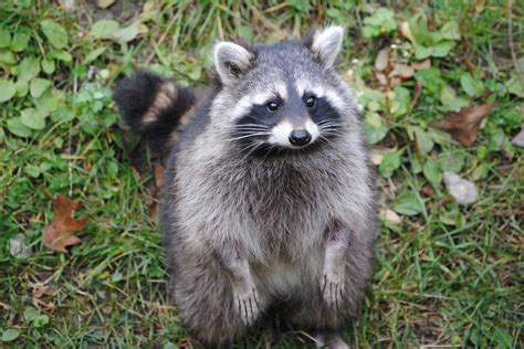 Raccoon Trapping And Removal Michigan Wildlife Solutions