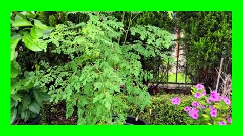 How To Grow Moringa In Containers Growing Moringa Indoors Youtube