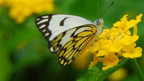 Yellow White Butterfly On Yellow Flowers In Blur Green Background Hd