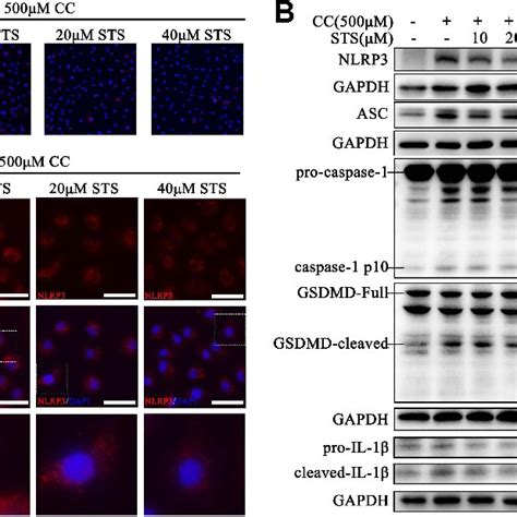 Sodium Tanshinone Iia Sulfonate Alleviates The Pyroptosis In