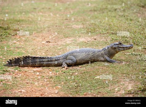 Yacare Caiman - lying / Caiman yacare Stock Photo - Alamy