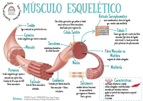 M Sculo Esquel Tico Histologia E Embriologia