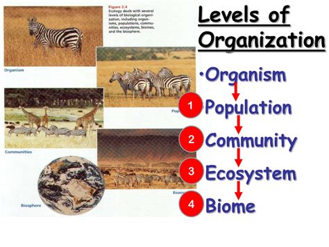 Ppt Levels Of Organization Organism Population Community Ecosystem