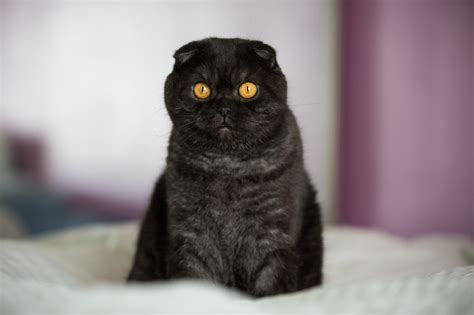 Black Scottish Fold Cats