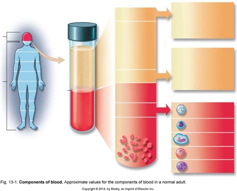 Blood Composition Diagram Quizlet