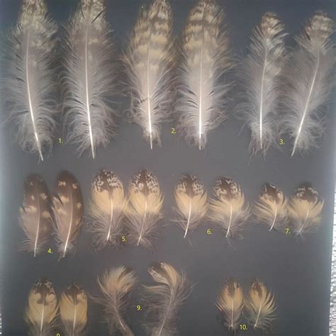 Owl Feathers - Etsy