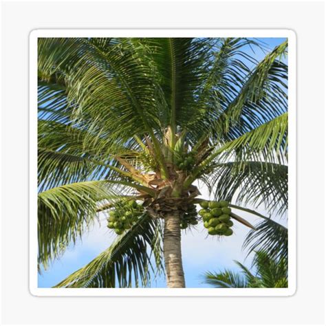 Palm Tree Tropical Island Beach Nature Lovers Sky Green Coconut Trees