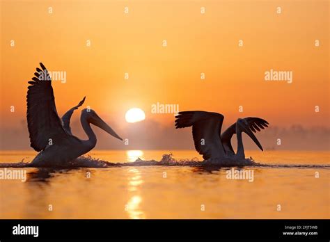 Dalmatian Pelican Pelecanus Crispus In Lake Kerkini Greece Bird