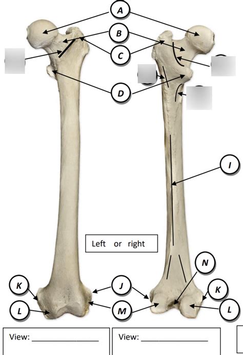 Boney Landmarks The Femur Diagram Quizlet