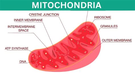 Mitochondria - Definition, Function & Structure » BIOLOGY TEACH