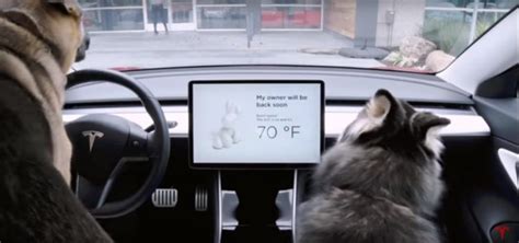 Tesla Lança Dog Mod Um Sistema Que Protege O Seu Cão Carzoom