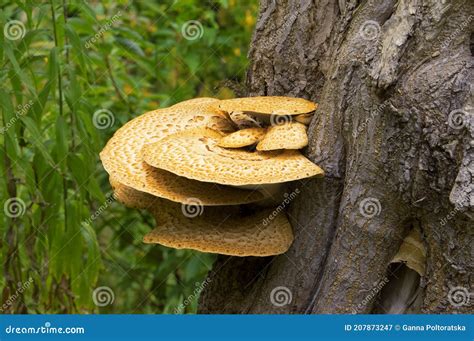 Cerioporus Squamosus Aka Polyporus Squamosus Mushroom Grows On Tree