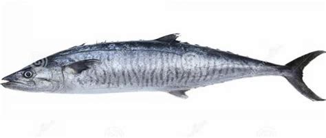 Seer Fish King Fish, For Restaurant, 2 KG at best price in Hyderabad ...