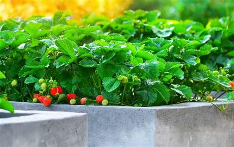 How To Grow Strawberries In A Raised Bed Bed Gardening