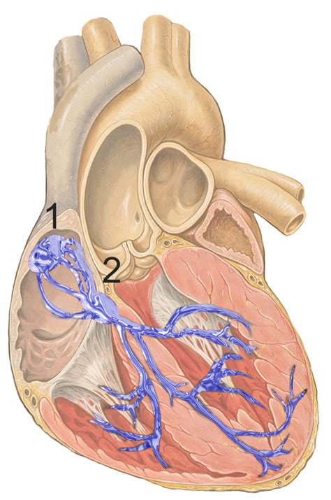 La struttura interna del cuore - Il sistema di conduzione (sintesi)