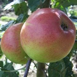 Buy Apple Trees Cooking Varieties Online Crj Fruit Trees Nursery Uk