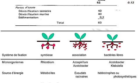 Repr Sentation Sch Matique Des Microorganismes Fixateurs D Azote