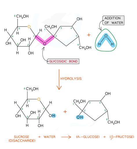 The Glycosidic Bond AQA A Level Biology Revision Notes 2017