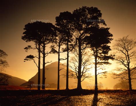 Scots Pines At Sunrise Lake District National Park Cumbria England