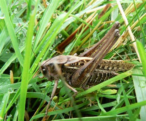 Réf 21943 INSECTA Orthoptera Tettigoniidae Decticus