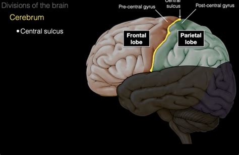 Divisions Of The Brain Flashcards Quizlet