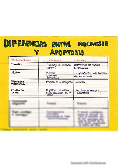 Solution Diferencias Entre Apoptosis Y Necrosis Studypool