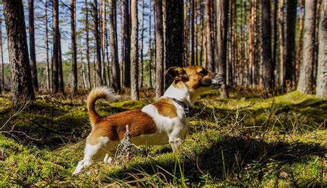 How To Find A Lost Dog In The Woods