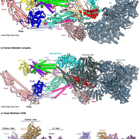 Overall Structure Of The Eukaryotic Mediator Complex A The Yeast