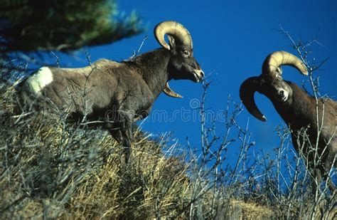 Bighorn Sheep Rams Fighting Stock Image Image Of Fight Sheep 13159929